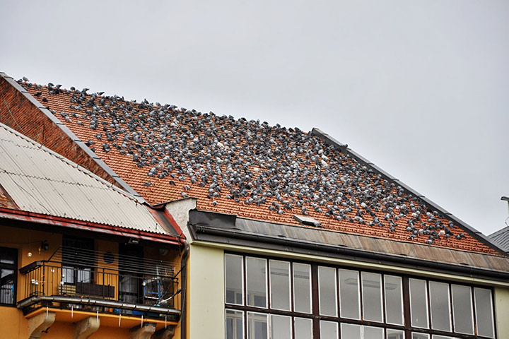 A2B Pest Control are able to install spikes to deter birds from roofs in Northam. 