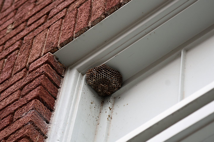 We provide a wasp nest removal service for domestic and commercial properties in Northam.